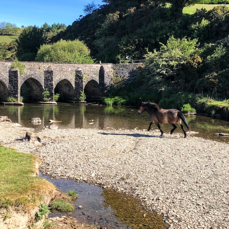 Experience-North-Devon-Exmoor-Pony-Landacre-Bridge
