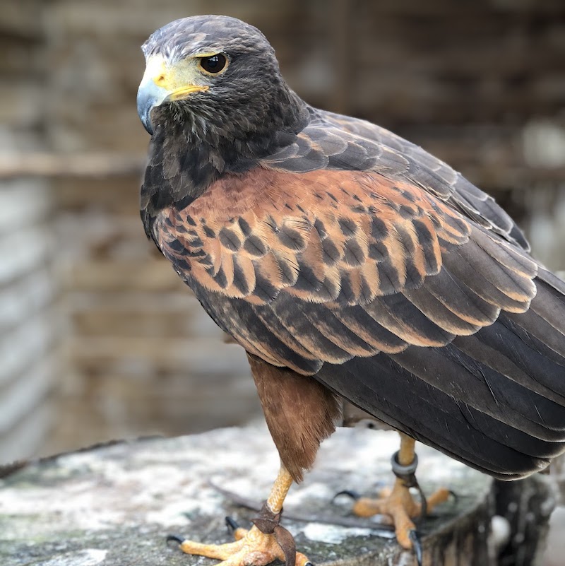 Experience-North-Devon-Exmoor-Things-to-Do-Owl-Hawk-Centre-