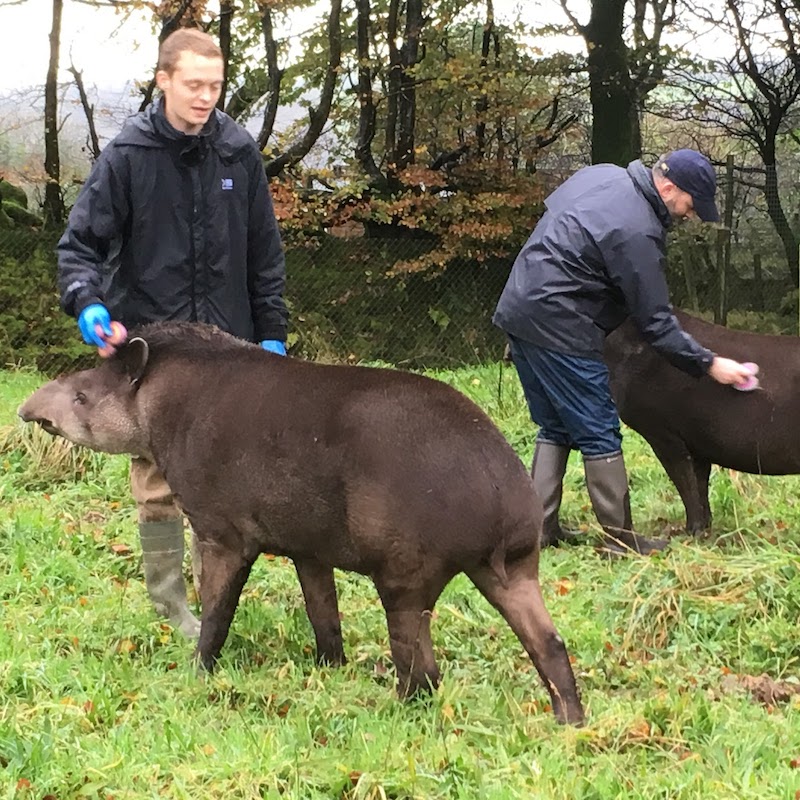 Experience-North-Devon-Exmoor-Things-to-Do-Zoo-Tapirs