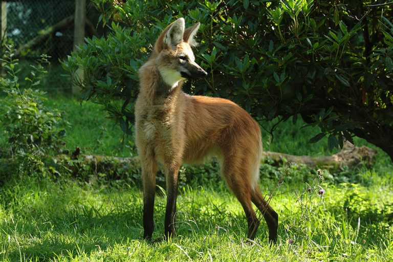 Experience-North-Devon-Lynton-Lynmouth-Exmoor-Zoo-Maned-Wolf